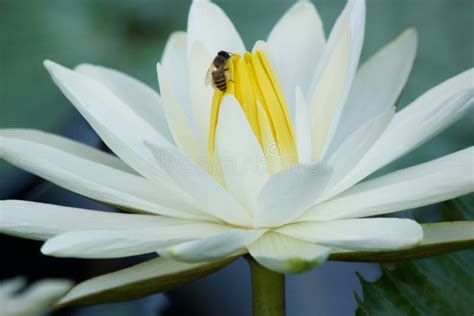 Blooming White Lotus Flower Stock Image Image Of Lotus Colour 74056915