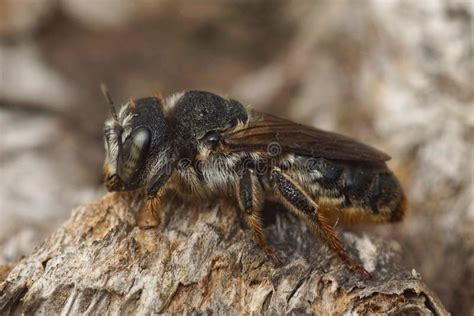 A Closeup Of A Female Mediterranean Wood Boring Bee Lithurgus