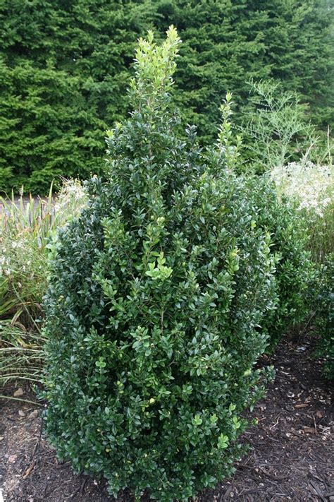 Boxwood Shrubs Guide How To Landscape With These Shrubs