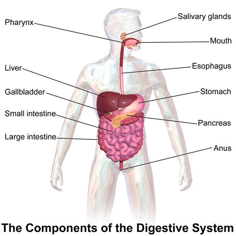 Digestion Assimilation And Metabolism Get Well Stay Well At Home