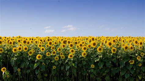 Sunflowers Field Under Blue Sky Hd Flowers Wallpapers Hd Wallpapers