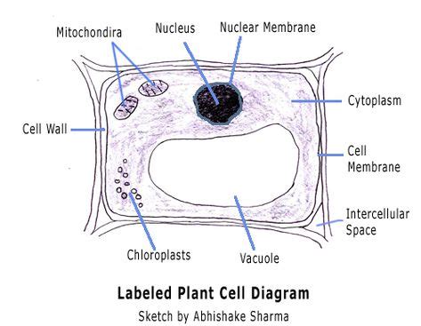 A Labeled Diagram Of The Plant Cell And Functions Of Its Organelles