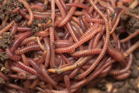 Red Wiggler Composting Worms Everything You Need To Know