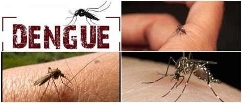 Dengue Causas Síntomas Diagnóstico Tratamiento Y Prevención