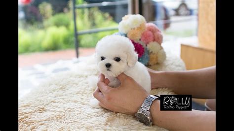 We have a litter of teacup chihuahua puppies ready to go to their new homes. 23+ Bichon Frise Dog Breeds Price In India - l2sanpiero