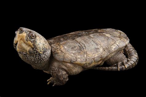 Picture Of An Endangered Chinese Big Headed Turtle Platysternon