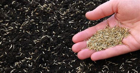 When To Plant Tall Fescue Grass Seed