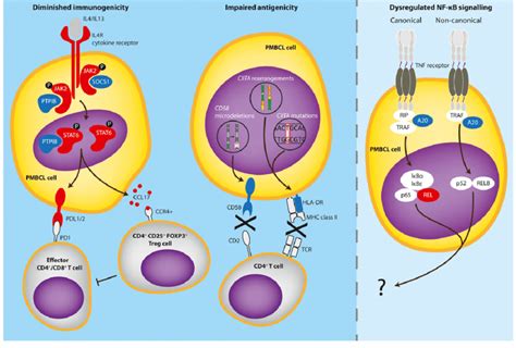 Dysregulated Immune Response In The Primary Mediastinal B Cell Lymphoma