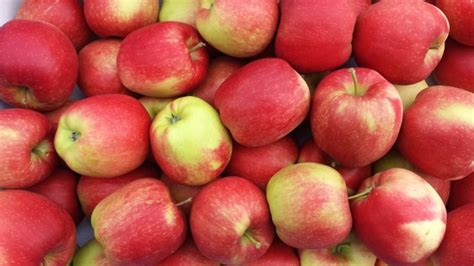 Appels Gewoon Lekker Hollandse Fruit Lekker Tafelen