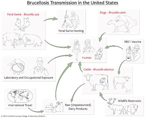 Primary Modes Of Human And Animal Brucellosis Transmission In The Us