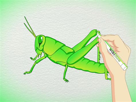 How To Draw A Grasshopper 5 Steps With Pictures Wikihow