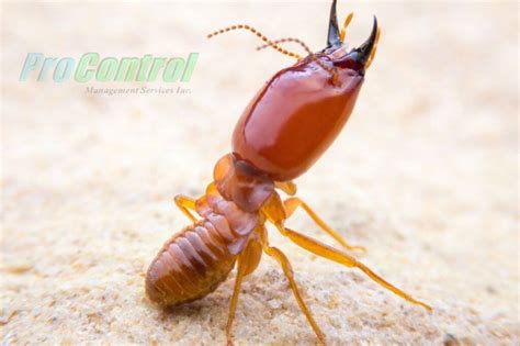 What Do Termites Look Like Tips For Identifying Termites In Florida