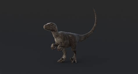 Realistic Velociraptor Rigged Raptor 3d Max