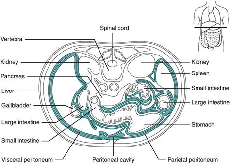 Wk 1 Peritoneum This Diagram Shows The Cross Section Of The Abdomen