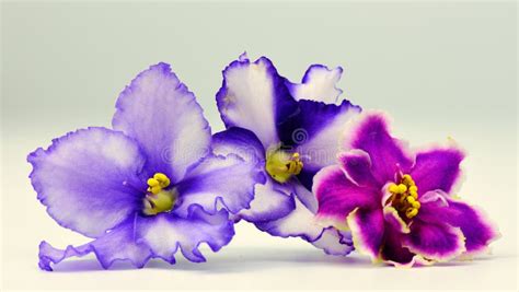 Violets Flowers Close Up Macro Photography Stock Photo Image Of