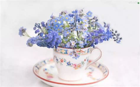 Cup Forget Muscari Flowers Flowers Wallpapers 1920x1200