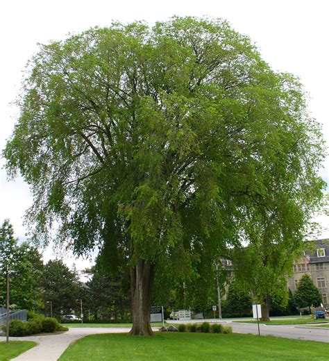 Research May Bring White Elm Back To Streets Landscape Ontario
