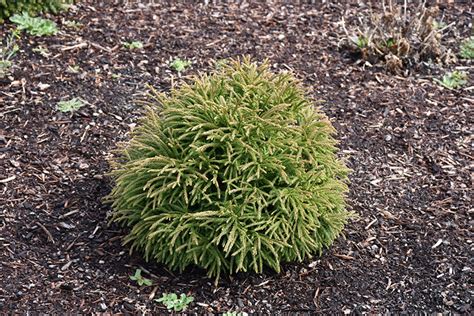 Little Champion Japanese Cedar Cryptomeria Japonica Little Champion