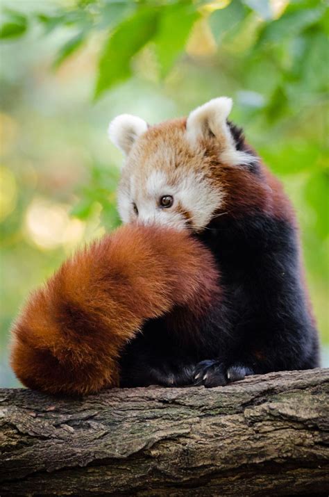 30red Panda Red Panda Cute Cute Animals Red Panda