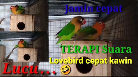 Suara burung cici padi buat pikat sangat istimewa sudah terbukti ampuh buat pikat burung kecil seperti burung cici padi, prenjak, hanya hitungan detik. Terapi suara lovebird || karna suara ini lovebird cepat ...