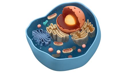 Células Eucariontes O Que São Características