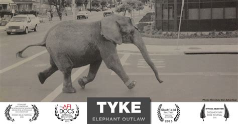 Tyke Elephant Outlaw En Primeur Chez Netflix