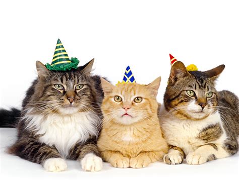 Party Hat Animal Stock Photos Kimballstock