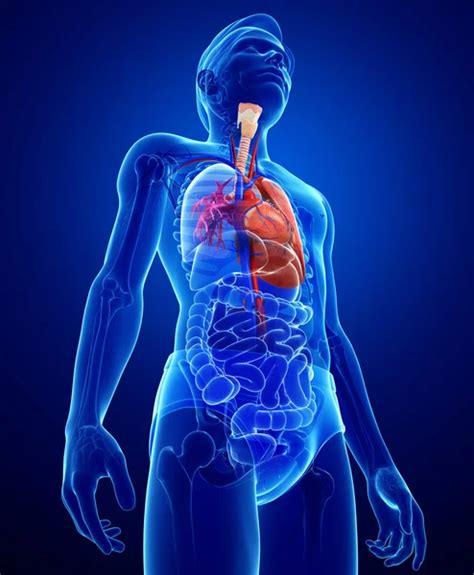 Male Lungs Anatomy — Stock Photo © Pixdesign123 55497969