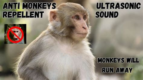 Anti Monkeys Repellent Sound Sound To Scare Monkeys Monkey