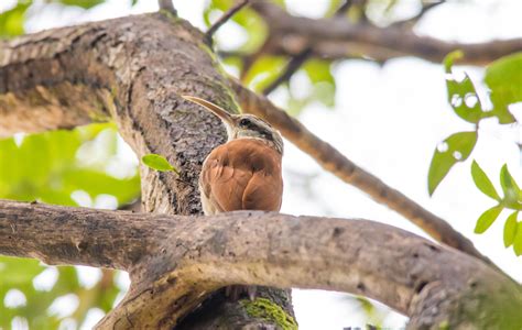 Free Images Tree Nature Branch Bird Leaf Flower Trunk Wildlife