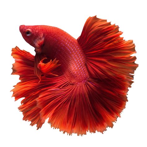 In addition to free png format images, you can also find betta, fighting fish, aklan, vectors, psd files and hd background images. Library of beta fish jpg download black and white png ...