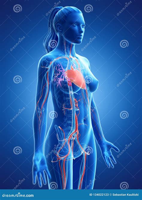 El Sistema Vascular De Una Mujer Stock De Ilustraci N Ilustraci N De Miocardio Aorta