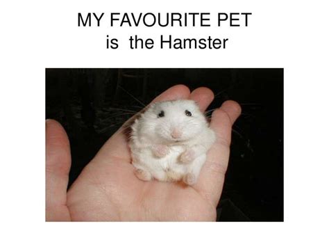My Favourite Pet Is