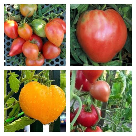 Oxheart Tomato Mix Organic Seeds Tims Tomatoes