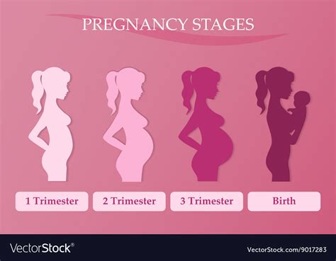 Pregnant Woman First Second And Third Trimester Vector Image