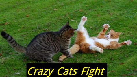 Crazy Cats Fight If You Miss It You May Miss A Lot A Craziest