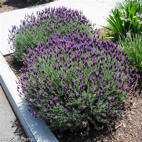 Spanish Lavender Cvs Waterwise Garden Planner