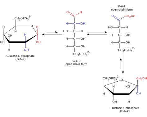 How To Learn Glycolysis Infolearners