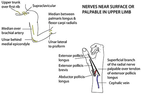 Instant Anatomy Upper Limb Surface Palpable Nerves