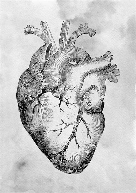 Human Heart By Erzebetth Redbubble