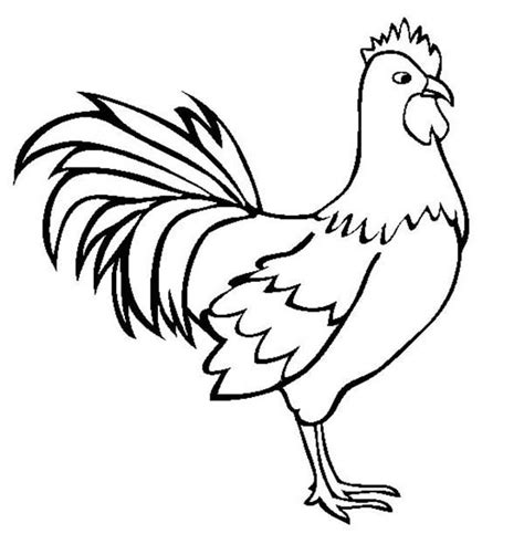 Rooster Coloring Pages For Kids At Getdrawings Free Download