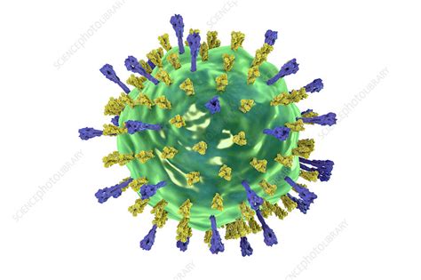 Mumps Virus Illustration Stock Image F0172501 Science Photo Library