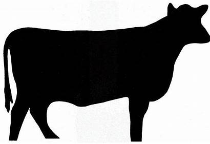 Clipart Cattle Steer Silhouette Clipground
