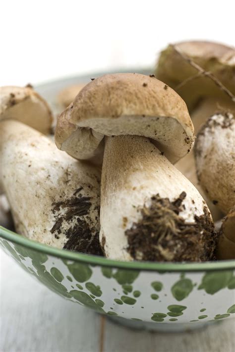 9 Edible Mushroom Varieties