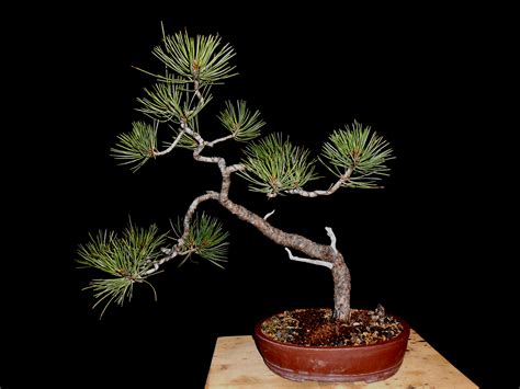 Ponderosa Pine Pinus Ponderosa Bonsai By Fields Llc