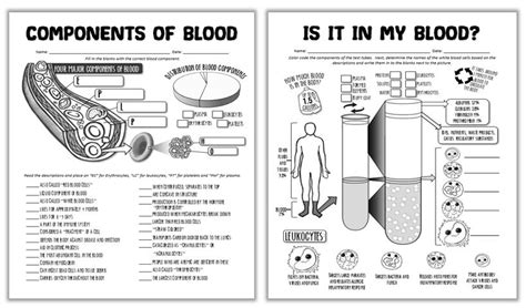 Components Of Blood Worksheet Answers Studying Worksheets
