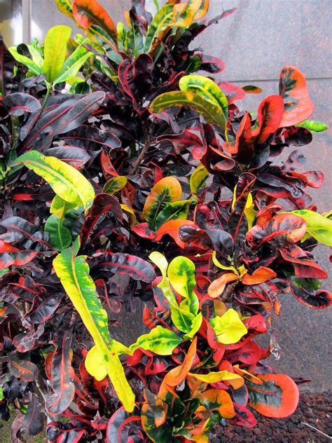 Croton Indoor Plant Care Of Croton Plants Croton Plants Croton