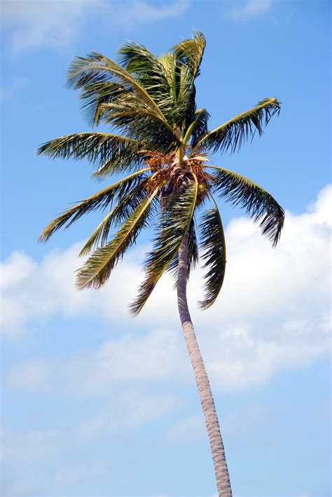 Palm Tree Background Free Stock Photo Public Domain Pictures
