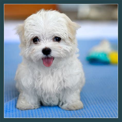 Maltese Puppy Stock Photos Pictures And Royalty Free Images Istock
