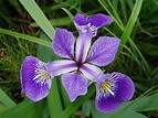 File:Iris versicolor 3.jpg - Wikipedia